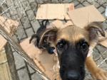 Cães e gatos abandonados e vítimas de maus tratos estarão à disposição na Feira de Adoção da Prefeitura, que ocorre na Praça Leonel Brizola.