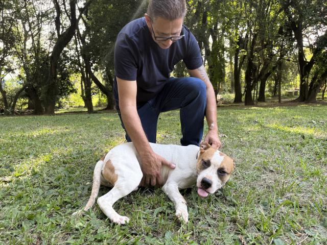 Prefeitura de Estância Velha incentiva adoção de cães adultos