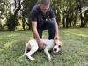 Prefeitura de Estância Velha incentiva adoção de cães adultos