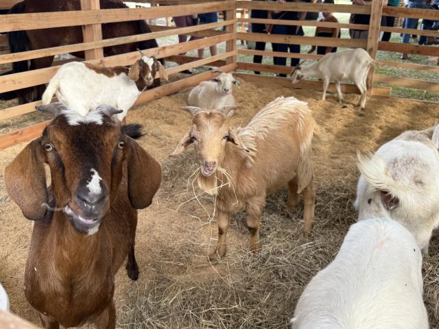 Município se prepara para a 5ª edição da Ruralfest
